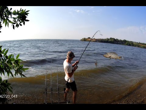 Видео: Дикий Карп в Море Каховском
