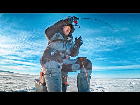 Видео: СТОЛЬКО Я ЕЩЕ НЕ ЛОВИЛ!!! NARVALся НА СТАЮ ГОЛОДНЫХ ЯЗЕЙ! Зимняя рыбалка на балансир 2023.