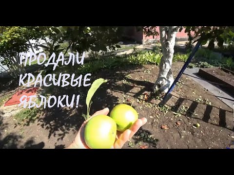 Видео: Продали 27 ведер ЯБЛОК и окупили половину стоимости нового ОКНА НА ВЕРАНДЕ!_08.09.2025