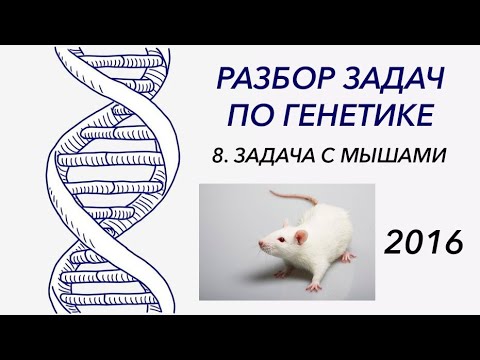 Видео: Разбор задачи по генетике, 2016 год - ЦТ, ЕГЭ, ЗНО.