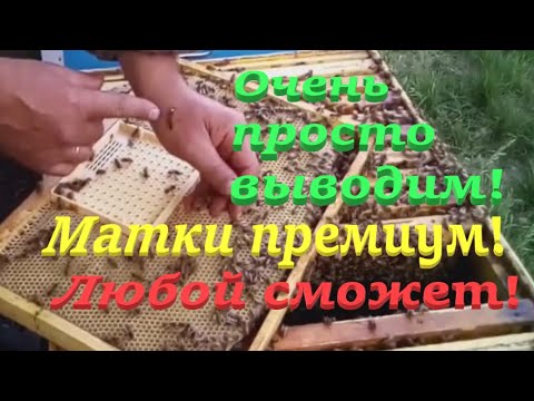 Видео: ✅ МАТКИ ПРЕМИУМ очень просто, ПРАКТИЧЕСКОЕ видео! #пчеловодство1