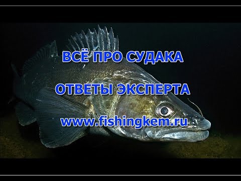 Видео: Всё про судака ! Ответы ихтиолога.