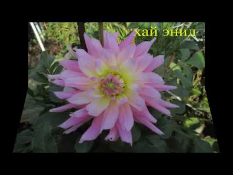 Видео: коллекция георгин 2020г Васильевой Галины