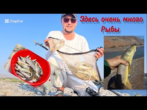 Видео: 😜Fishing in Uzbekistan 😱(Маринка)😱Бу сафарги ов бошкача булди 20 августа 2025 г.