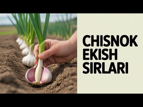 Видео: Саримсоқ Чеснок экиш сирлари. 7-қисим #bobodexqonlar 