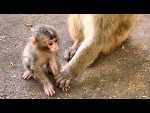 Видео: Недавно родившийся малыш, познает мир и хочет бегать сам, но Мила бережно ПРИДЕРЖИВАЕТ ЕГО ЗА РУЧКУ!
