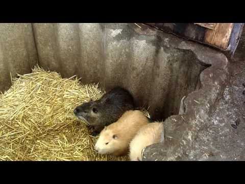 Видео: Важные корма и содержание нутрий-1.