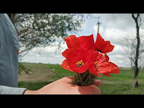 Видео: Кыргызстан, Панфиловский район, с  Вознесеновка, Красный металист, Эфиронос.