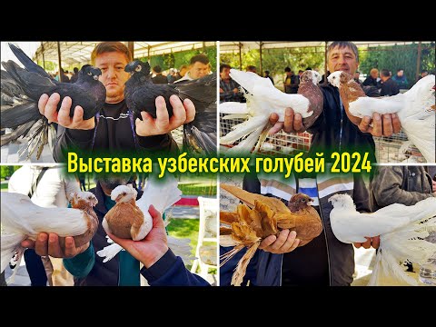 Видео: Выставка узбекских голубей от 19 октября 2024 года (Ташкент, Узбекистан)