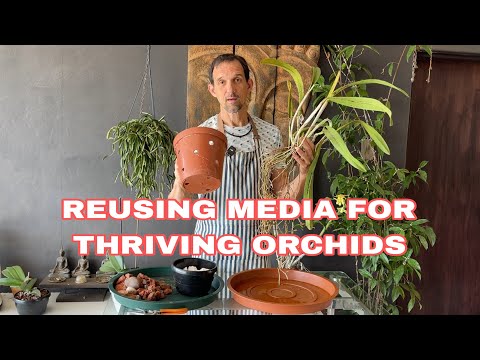 Видео: Секреты пересадки: почему одни и те же средства массовой информации могут иметь решающее значение