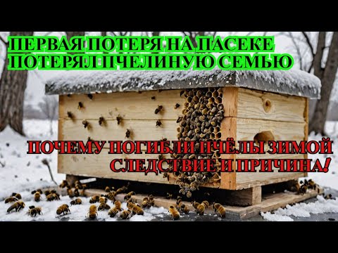 Видео: Первая ПОТЕРЯ ПЧЕЛИНОЙ СЕМЬИ НА ПАСЕКЕ причина ГИБЕЛИ ПЧЁЛ ОСМОТР ПОГИБШЕЙ СЕМЬИ И ТАКОЕ БЫВАЕТ ☝️🐝🐝