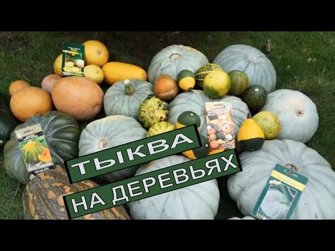 Видео: ЭКОНОМНОЕ ВЫРАЩИВАНИЕ ТЫКВЫ. СЕКРЕТЫ ВЫРАЩИВАНИЯ ТЫКВЫ. ДЕКОРАТИВНАЯ ТЫКВА.