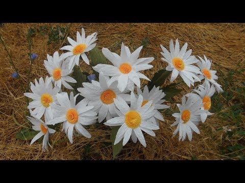 Видео: Ромашки из гофрированной бумаги, МК