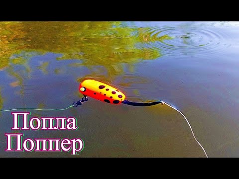 Видео: Ведро рыбы за два часа. Рыбалка на Попла Поппер
