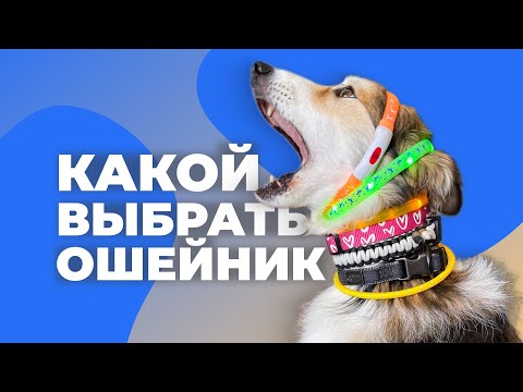 Видео: КАКОЙ ОШЕЙНИК ДЛЯ СОБАКИ ЛУЧШЕ? 🐕 Все про ошейники, безопасность, какие бывают, материал, размер 🐩