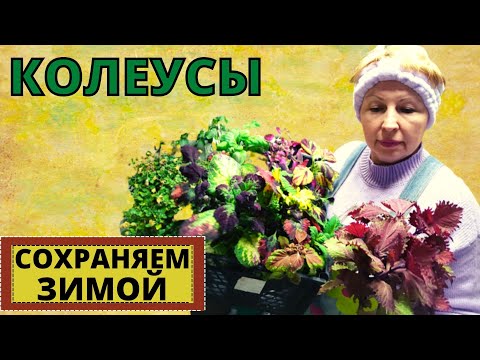 Видео: КОЛЕУСЫ уход  зимой. Стрижём или наращиваем кустики для весны? Особенности ухода