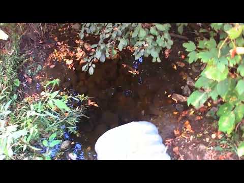 Видео: Кленовый сироп Из путешествий по Канаде Maple syrup From traveling in Canada