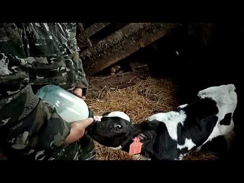 Видео: Телята от 500рублей 😊до 3000 выбраковка😊👍