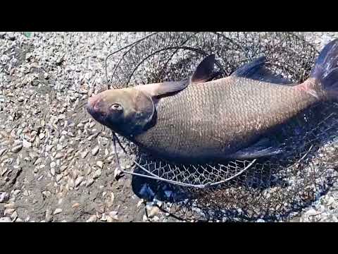 Видео: Трофейный улов. Рыба есть #рыбалка #запорожье #днепр #лещ #рыба #улов #хобби