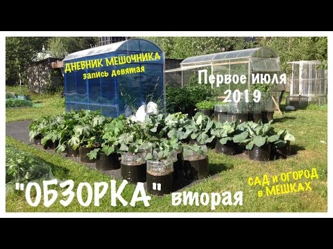 Видео: Мой ОГОРОД в МЕШКАХ. "ОБЗОРКА" вторая от 1 июля. ДНЕВНИК МЕШОЧНИКА 2019.ЗаписьN9. The GARDEN in BAGS