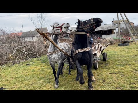 Видео: Коні Ваговози. Кобила на Продаж. Запрягли Вперше Сільвера.Перша Поїздка🐴🐴🐴💪💪💪