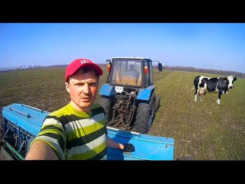 Видео: "180 кг. селитры под корень слабой пшенице / Удобряем озимую пшеницу"