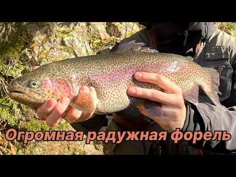 Видео: ОГРОМНАЯ РАДУЖНАЯ ФОРЕЛЬ В ГОРНОЙ РЕКЕ