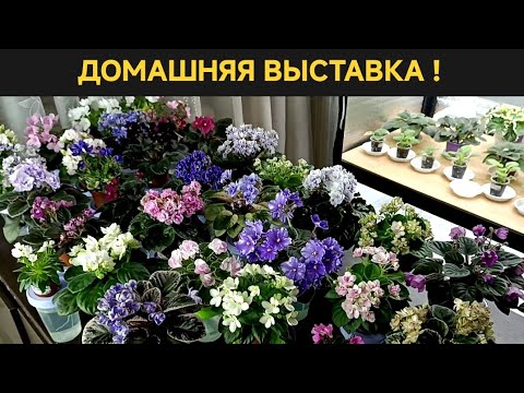 Видео: ОБЗОР СОРТОВ ! МИНИ И ПОЛУМИНИ !