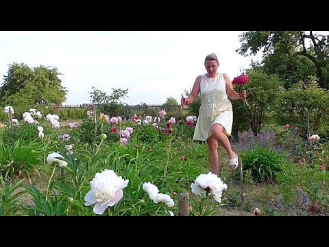 Видео: Два дня и две ночи в Белорусской деревне без прикрас, июнь 2023.
