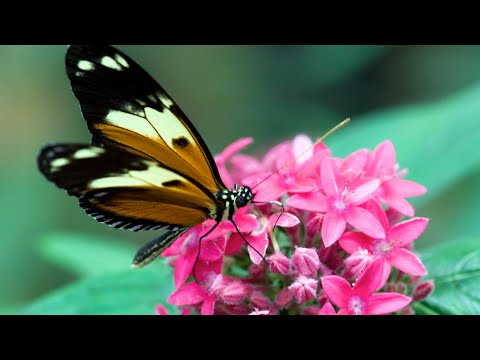 Видео: За бабочками в тропический лес. Часть 1