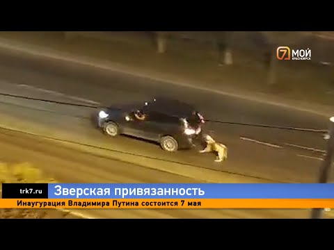 Видео: Красноярка привязала алабая к багажнику и проволокла по дороге