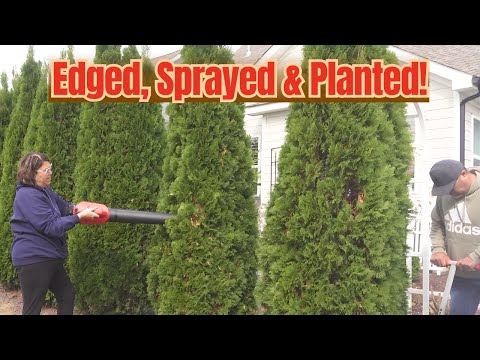 Видео: Мы занимаемся нашей стеной из туи | День уборки сада и посадки луковиц | День садоводства мужа и ...