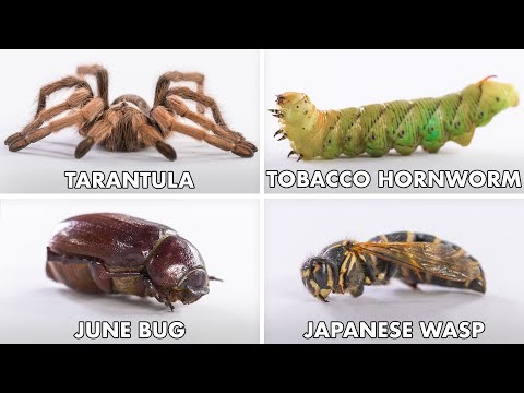 Видео: Как съесть каждое насекомое | Мастерство метода | Epicurious
