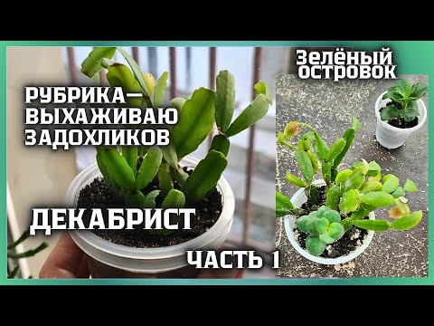 Видео: ДЕКАБРИСТ. Рубрика - ВЫХАЖИВАЮ ЗАДОХЛИКОВ.  1 часть