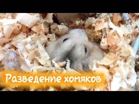 Видео: ПРАВИЛЬНОЕ РАЗВЕДЕНИЕ ХОМЯКОВ | хомуся life♡
