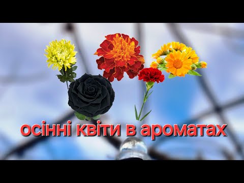 Видео: Аромати з осінніми квітами 🏵 чорнобривці, хризантема,  календула, гвоздика, троянда.