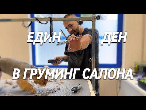 Видео: Летни прически... за кучета😜 от "Син кръст"