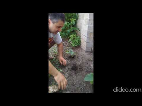 Видео: Павловния