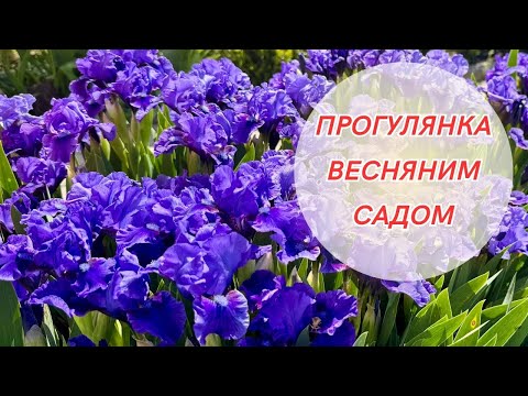 Видео: 🌷🌷🌷Квітують весняні квіти! Несподівано прийшла спека! Розквітли перші іриси!