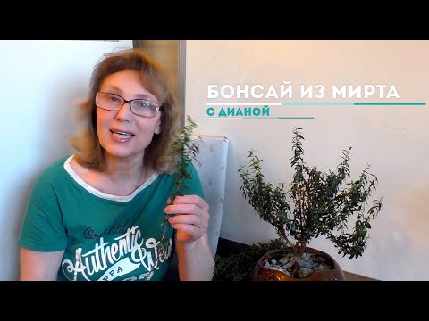 Видео: Мирт (Myrtus). Формируем крону в стиле бонсай. Первичная обрезка