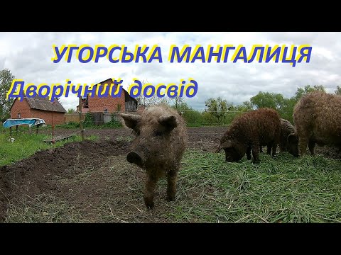 Видео: Угорська Мангалиця. Дворічний досвід розведення.