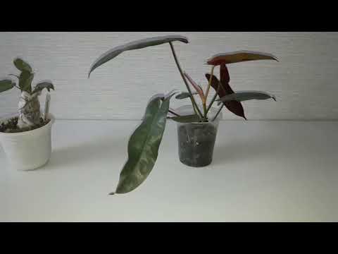 Видео: КОМНАТНЫЕ РАСТЕНИЯ(ЦВЕТЫ).ФИЛОДЕНДРОН САНТА ЛЕОПОЛЬДИНА.