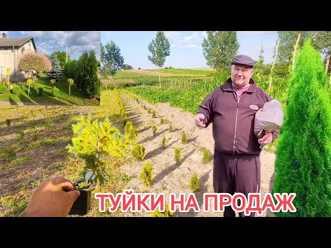 Видео: Вирощування різних видів туй. 🇺🇦 Прибули касетні туї.