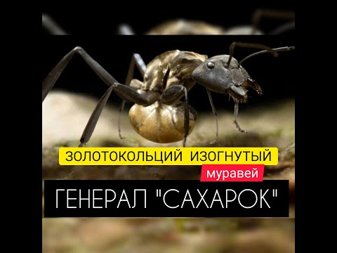 Видео: ЗОЛОТОКОЛЬЦИЙ ИЗОГНУТЫЙ МУРАВЕЙ! Обзор! Классный ударник! The Ants: Underground Kingdom