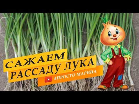 Видео: Лучший способ посадки рассады лука в грунт.