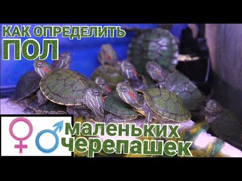Видео: Как определить пол маленьких красноухих черепашек