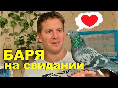 Видео: Как голубь Баря сходил на свидание