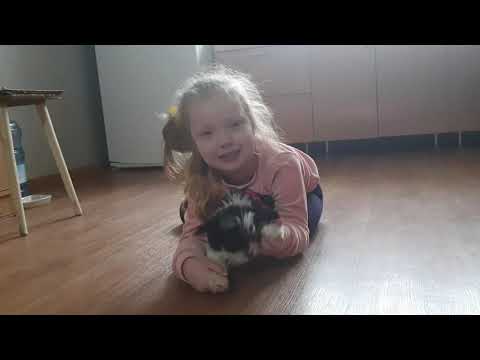 Видео: Новая жизнь с щенком Бивер Йорка