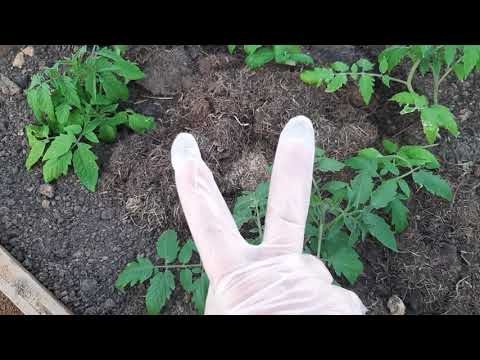 Видео: Два корня в одну лунку. Томаты посадка.