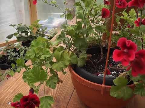 Видео: Осенняя обрезка королевской пеларгонии)